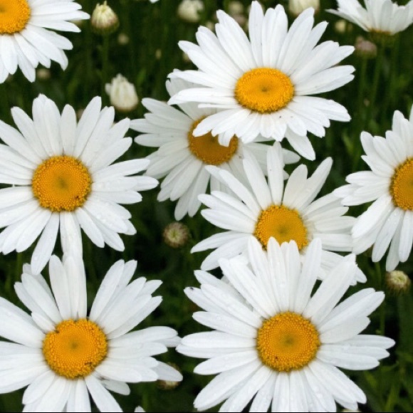 daisy7859